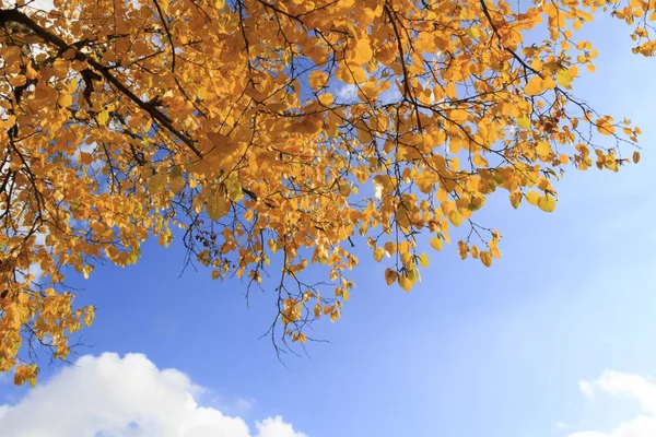 Branches Autumn Tree Blue Sky — Stock Photo, Image