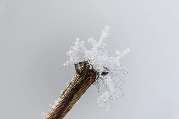 Închiderea Cristalelor Gheață Ramura Copacilor — Fotografie, imagine de stoc