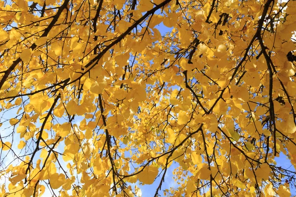 Branches Autumn Tree Blue Sky — Stock Photo, Image