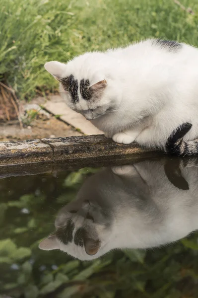 Gato Branco Olhando Água Foco Seletivo — Fotografia de Stock