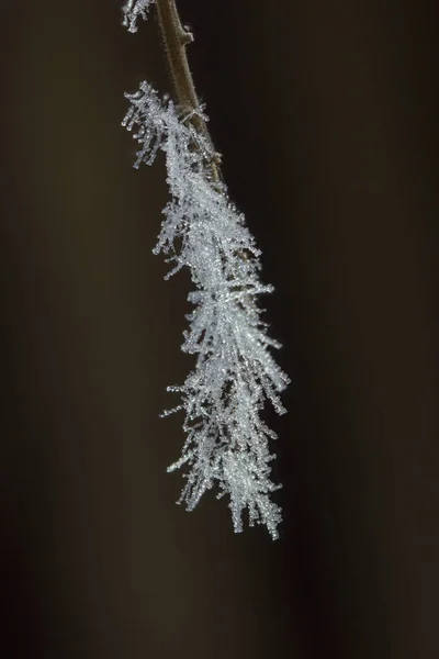 木の枝に氷の結晶のクローズ アップ — ストック写真