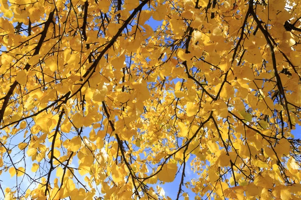 青い空を背景に秋の木の枝 — ストック写真