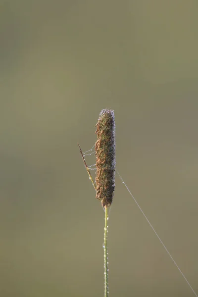 花の茎にクモの巣のクローズ アップ — ストック写真