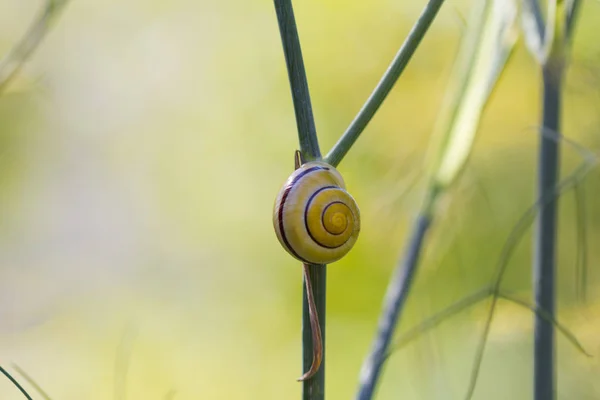 Närbild Snigel Anläggningen Selektiv Fokus — Stockfoto