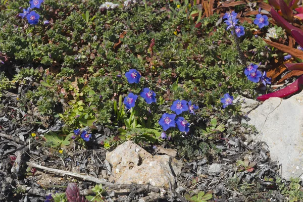 地中海の野生の花のクローズ アップ 前景に焦点を当てる — ストック写真