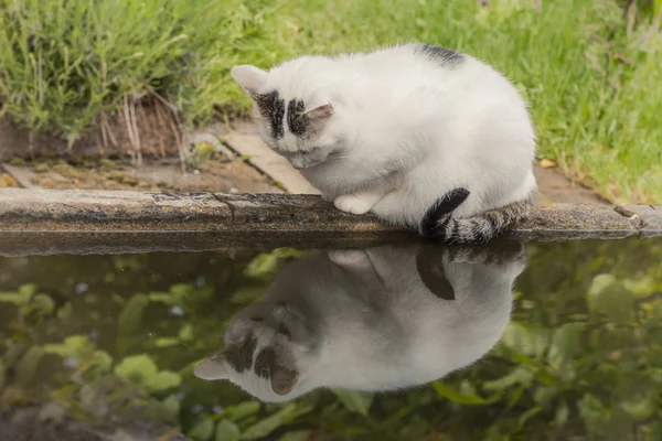 Gato Blanco Mirando Agua Enfoque Selectivo — Foto de Stock