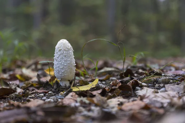 Coprinus Comatus Enfoque Selectivo —  Fotos de Stock