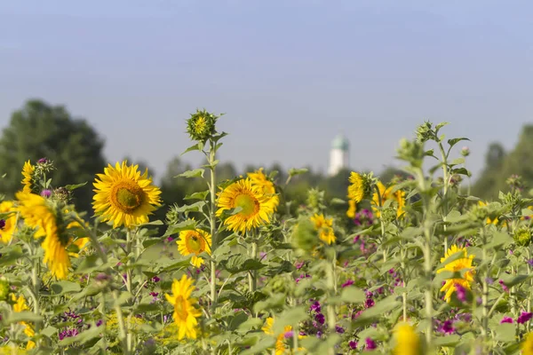 Scenic View Sunflowers Selective Focus — Stock Photo, Image