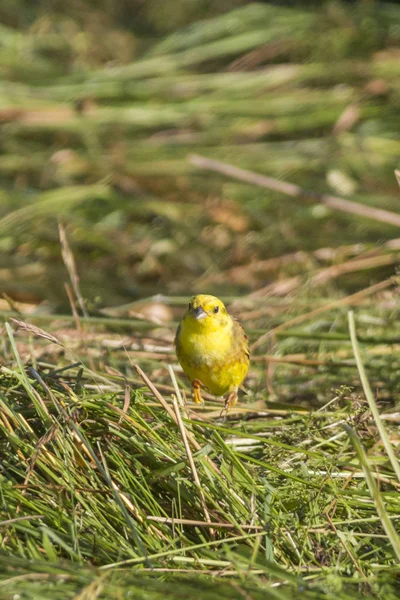 Маленькая Жёлтая Золотая Птичка Сидит Траве — стоковое фото
