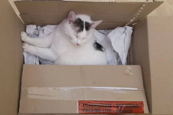 White Cat Cardboard Box Selective Focus — Stock Photo, Image