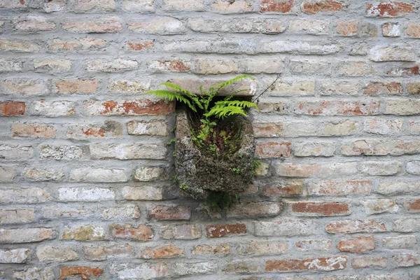 Drainage channel in brick wall with fern