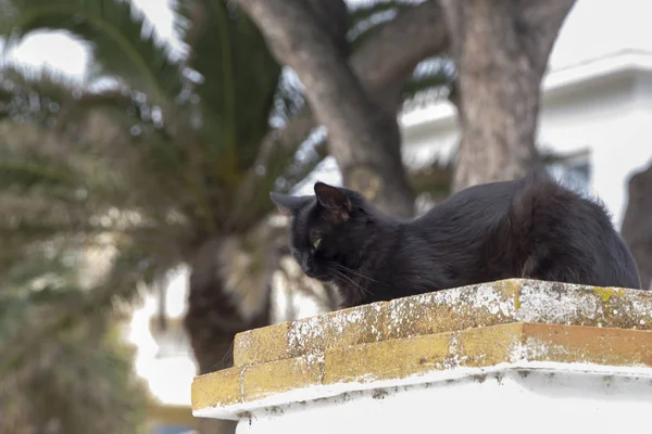 前面に大きな古い木の塀のポストの上に座って黒い猫 — ストック写真