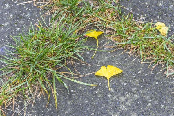地面に黄色のイチョウ葉のクローズ アップ — ストック写真