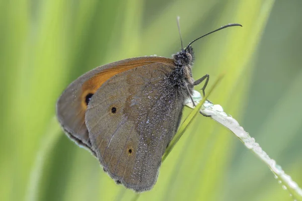 Primer Plano Mariposa Sentada Tallo Hierba —  Fotos de Stock