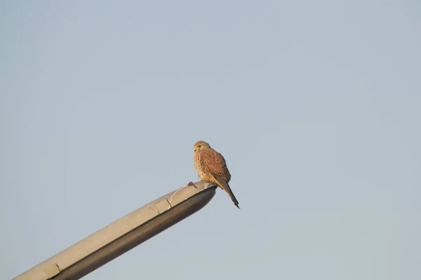 Kestrel Farola Enfoque Selectivo — Foto de Stock