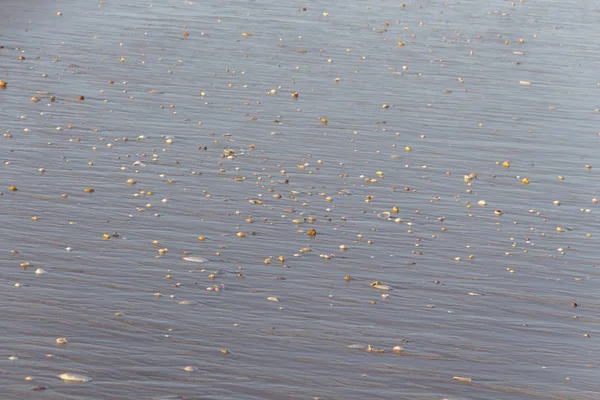 砂浜で貝殻のクローズ アップ — ストック写真