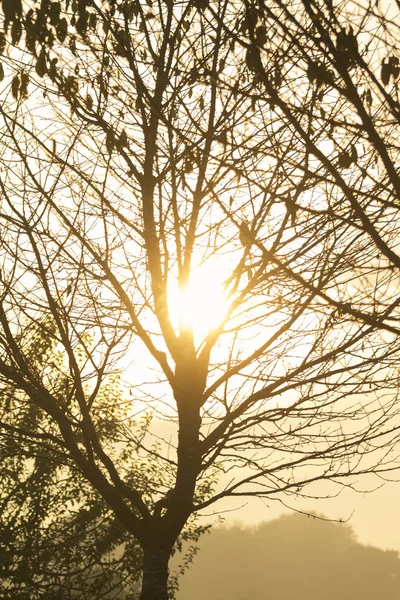 Scenic View Tree Branches Sunrise — Stock Photo, Image