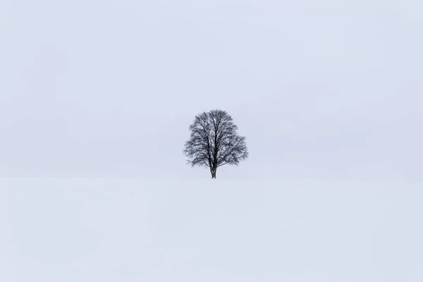 Malerischer Blick Auf Den Baum Schnee Winter — Stockfoto