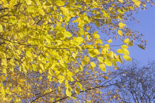 Close Van Gele Herfstbladeren — Stockfoto