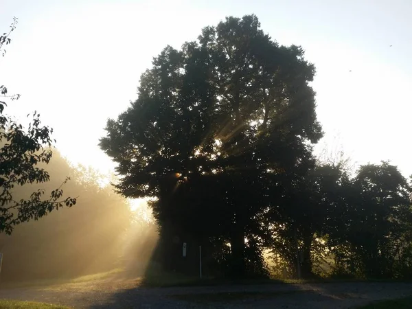 Vue Panoramique Brume Matinale Dans Champ Avec Des Arbres — Photo