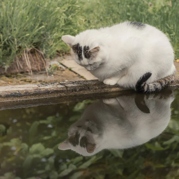 Bílá Kočka Hledá Vodě Selektivní Ostření — Stock fotografie