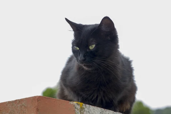 Чорний Кіт Сидить Паркані Перед Великими Старими Деревами — стокове фото