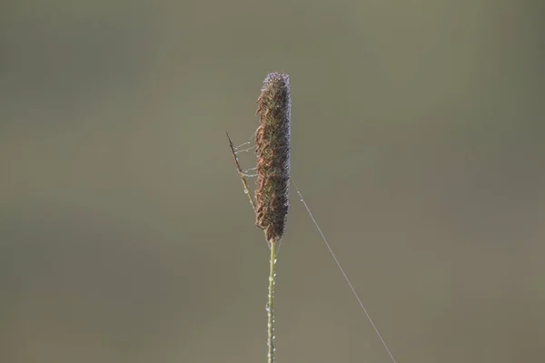 花の茎にクモの巣のクローズ アップ — ストック写真