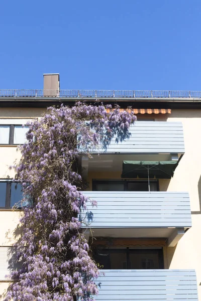 Квіти Вістерії Балконах Житлового Будинку — стокове фото