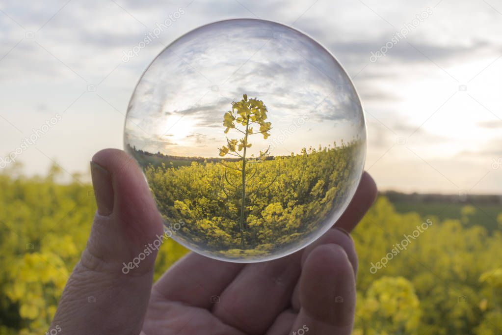 Close up of man holding glass ball against flower field
