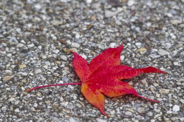 Sonbahar, seçici odak, renkli yaprak Close-up