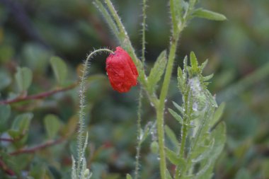 Vahşi haşhaş çiçek çim yakın çekim