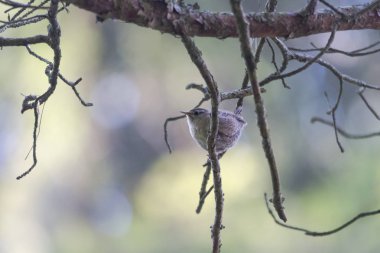 dalda kuş yakın çekim, seçici odak