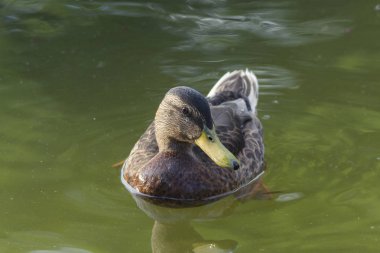 nehir seçici odak içinde yüzme ördek Close-up