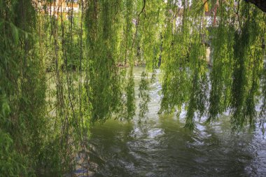 Ağlayan söğüt yaprakları perde, seçici odak