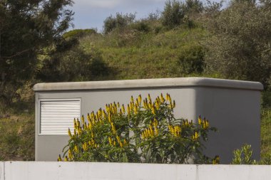 Çiçekli bitki, seçici odak ile Konteyner