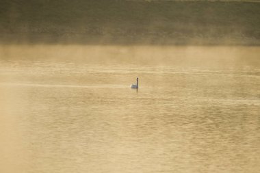 Nehirde yüzme kuğu doğal görünümünü