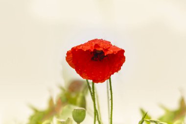 Vahşi haşhaş çiçek çim yakın çekim