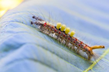 Orgyia antiqua yaprak üzerinde yakın çekim