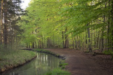 yaz yeşil orman manzaralı görünüm