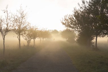 Toprak yol kırsal ortamda görünümünü