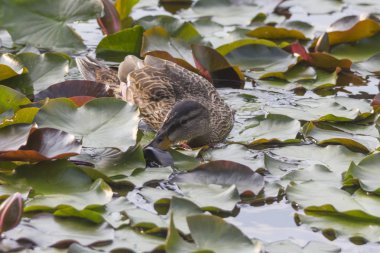 nehir seçici odak içinde yüzme ördek Close-up