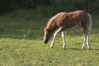 Kara Orman soğuk kan Tay'nın bahçesinde