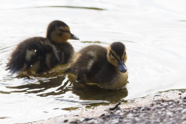 nehir seçici odak içinde yüzme ducklings Close-up