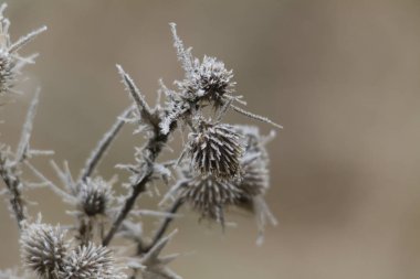 Frost ile sonbahar yaprak yakın çekim
