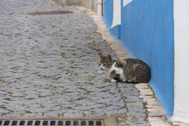 sokak kedi şehir geçit üzerinde oturan