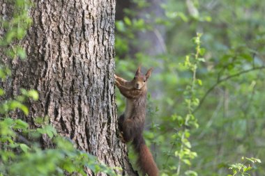 Avrupa kahverengi sincap ormanda şube üzerinde yaz ceket