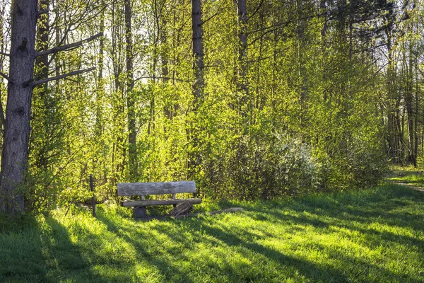 Vista Panorámica Del Bosque Verde Verano —  Fotos de Stock