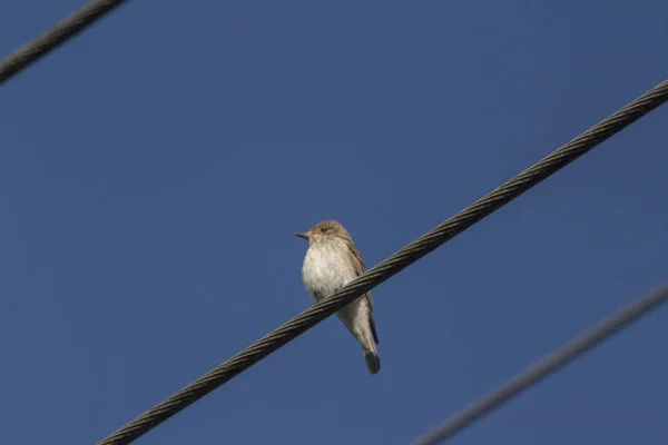 Primer Plano Del Pájaro Contra Cielo Azul — Foto de Stock