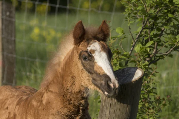 Caballo Campo Con Flores Amarillas Enfoque Selectivo — Foto de Stock