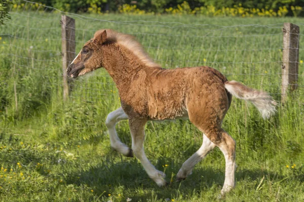 Bosque Negro Foal Sangre Fría Césped — Foto de Stock